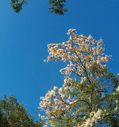 梧桐树开花时间及花期（揭开梧桐树的神秘花期）