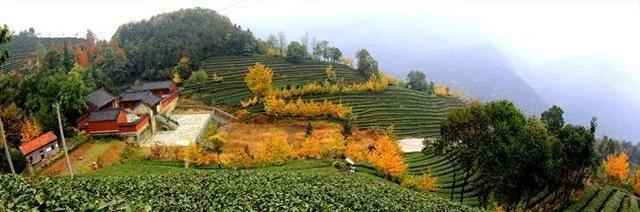 探寻武当道茶的世界（了解这款神秘的独特茶饮）