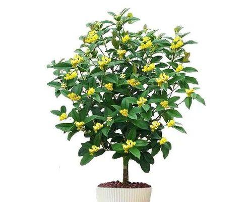 五彩桂花开花之美（绚烂多彩的桂花盛宴）