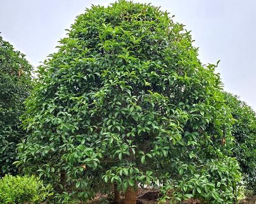 五彩桂花开花之美（绚烂多彩的桂花盛宴）