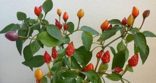五彩椒的种植全攻略（从播种到收获）