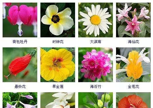 五色菊的播种与养护技巧（打造花园的必备花卉）