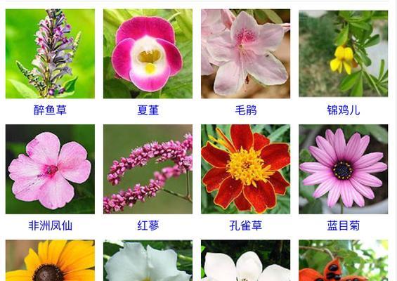 五色菊的最佳播种时间（了解五色菊的生长环境和播种技巧）