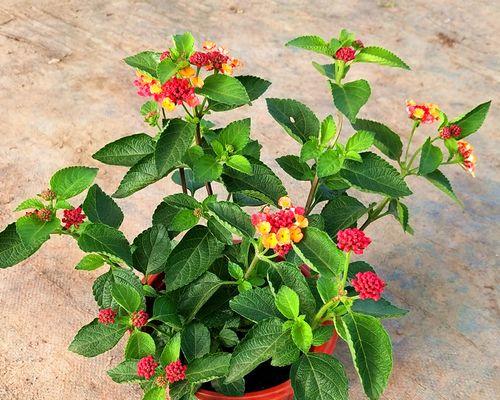 五色梅的美丽时节（一年四季）