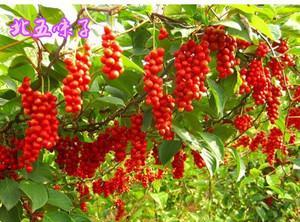 五味子花期详解（揭秘五味子开花的时间和特点）
