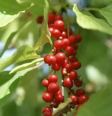 五味子种植指南（适合什么地方种植）