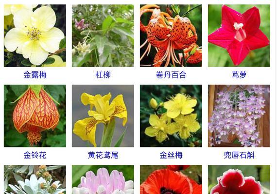 五星花的种植方法（最佳播种时间及关键技巧）