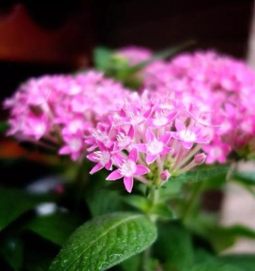 五星花的开花周期及生长习性（探究五星花的花期特点与生长规律）