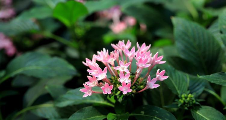 五星花的开花周期及生长习性（探究五星花的花期特点与生长规律）