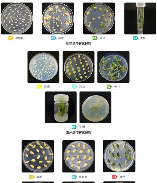 五星花种子播种全攻略（从种子选购到播种技巧）