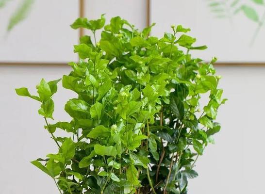 五行属火的植物盆栽大（掌握这些植物）