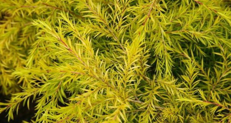 五行属金的植物大揭秘（探索金色世界）