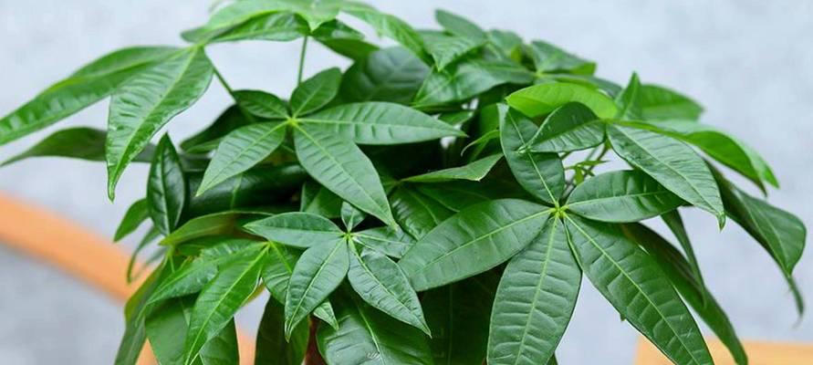 五行属金的植物大揭秘（探索金色世界）