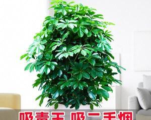 五行属木盆栽植物的选择与养护（挑选属木植物）