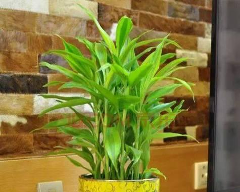 五行属木盆栽植物的选择与养护（挑选属木植物）