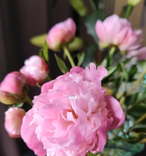 芍药养殖方法及花语解读（了解芍药的养殖技巧）