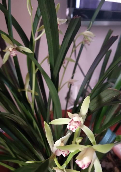绍兴兰花的花语（绍兴兰花的意义与传统文化内涵）