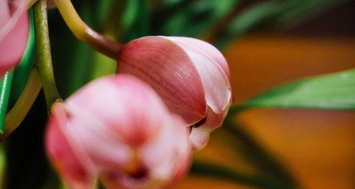 绍兴兰花的花语（绍兴兰花的意义与传统文化内涵）