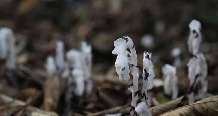 水晶兰花语之美（水晶兰花的花语与意义）