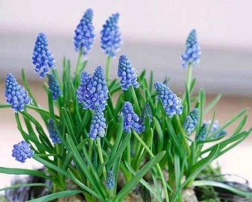 水培风信子，自然之美绽放（借水生长）