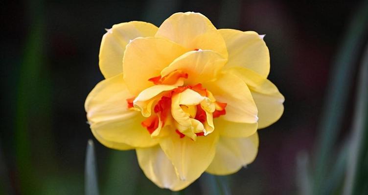 水仙花的花语与象征(探索水仙花的深层意义)