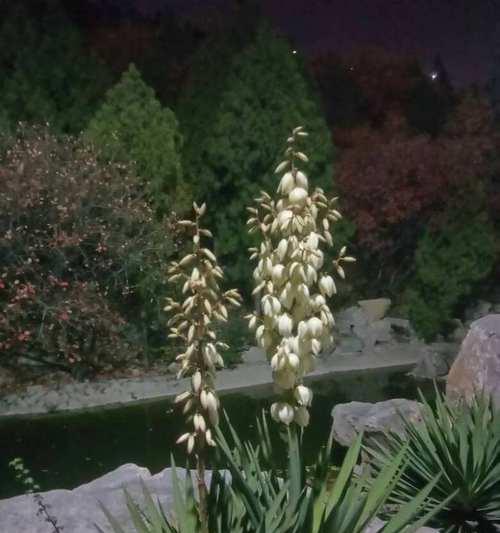 丝兰花语之美——芬芳四溢的爱意（丝兰花语解读与传达）