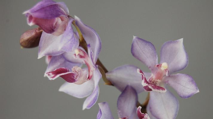 兰花花语之美（探索兰花的花语）