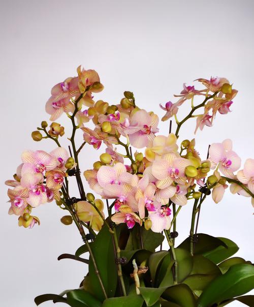 兰花花语之美（探索兰花的花语）