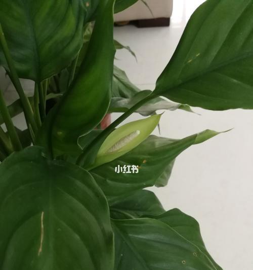 万年青开花（探寻万年青开花的奇迹与寓意）