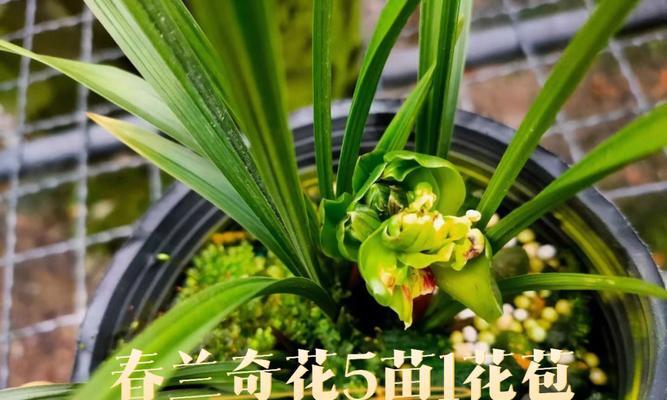 文兰花（恒定与坚韧）