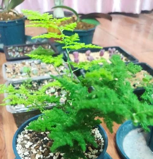 文竹（探寻文竹的内涵和象征意义）