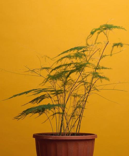 探秘文竹的花语——生命与希望的象征（文竹）