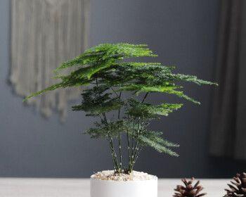 探秘文竹的花语——生命与希望的象征（文竹）