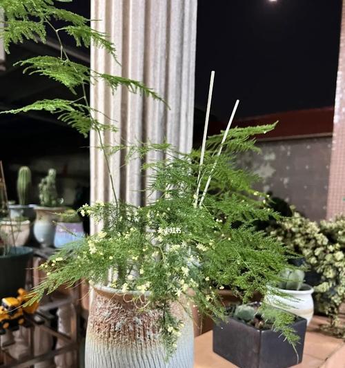 文竹开花之美——寓意与象征（了解文竹开花的内涵与意义）