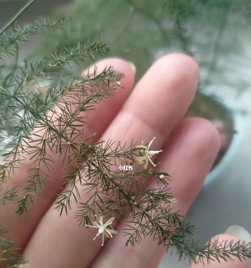 文竹开花之美——寓意与象征（了解文竹开花的内涵与意义）