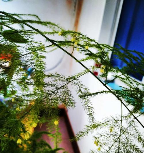 文竹开花的寓意（一朵花开）