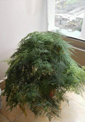文竹之美（探索文竹的生态）