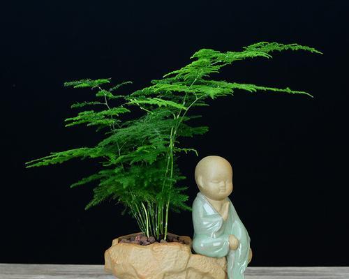 以文竹做微盆景的意义（探索自然之美）