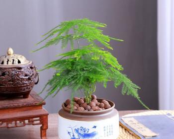 以文竹做微盆景的意义（探索自然之美）