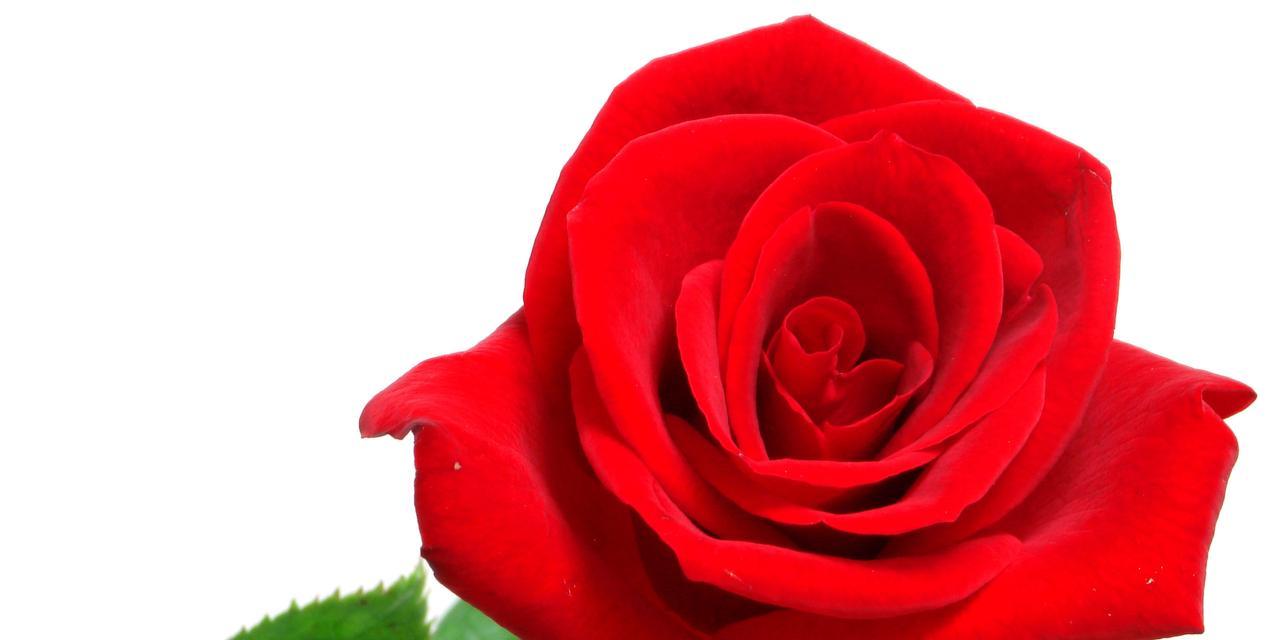 18朵玫瑰花的深刻寓意（探寻花束中的象征与情感）