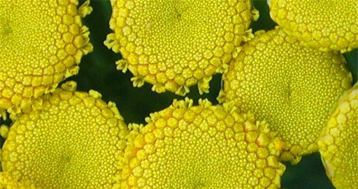 艾菊花语（和平）