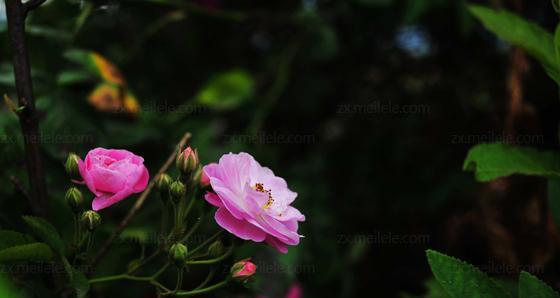 澳洲野蔷薇的花语与意义（探寻澳洲野蔷薇的美丽传说）