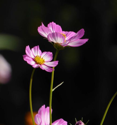 白色波斯菊的花语——纯洁与纯真（探索白色波斯菊花的意义）