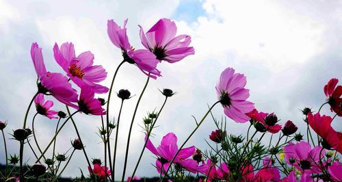 白色波斯菊的花语——纯洁与纯真（探索白色波斯菊花的意义）