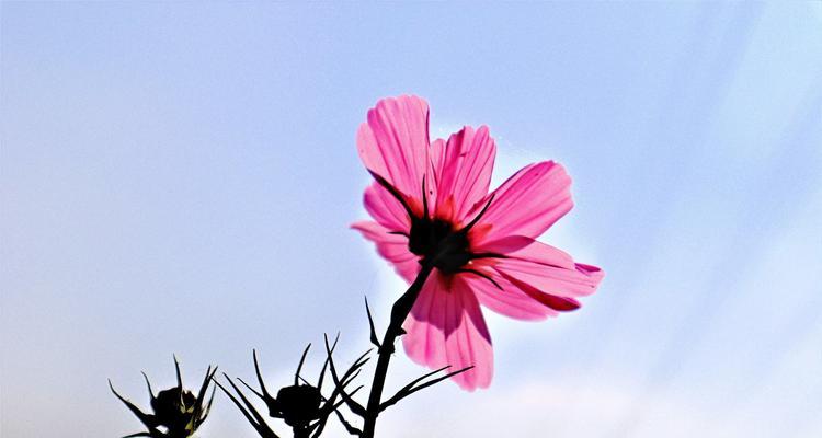 白色波斯菊的花语——纯洁与纯真（探索白色波斯菊花的意义）