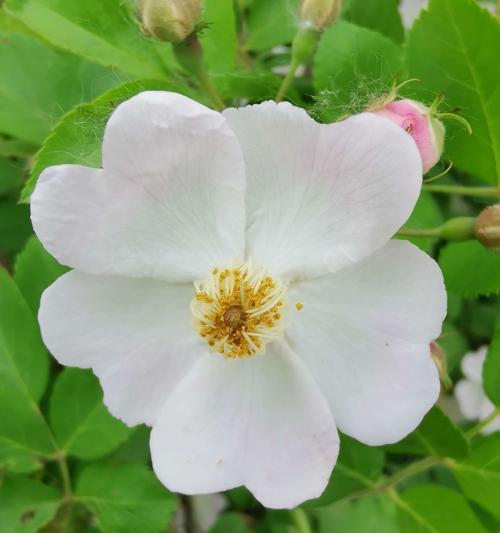 白色蔷薇花语——纯洁与爱的象征（探寻白色蔷薇花的美丽与寓意）