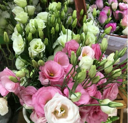 白色洋桔梗花的花语（白色洋桔梗花的意义和象征）