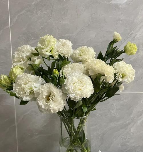 白色洋桔梗花的花语（白色洋桔梗花的意义和象征）