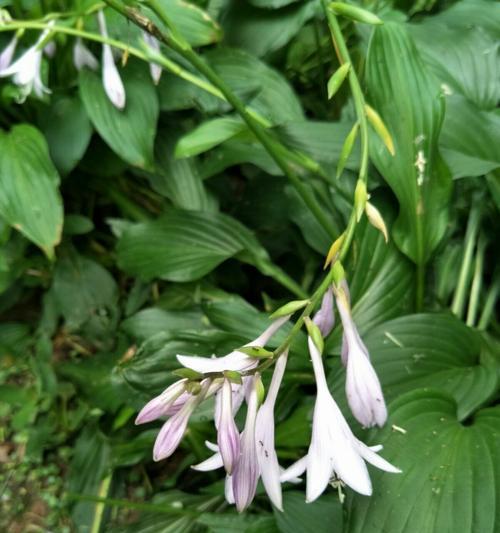 白玉簪的花语（白玉簪的花语与寓意）