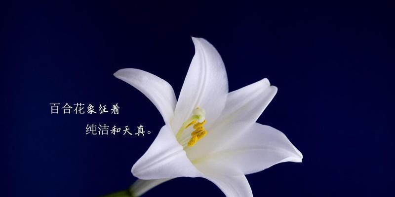 百合花语(探寻百合花的花语意义与传承)